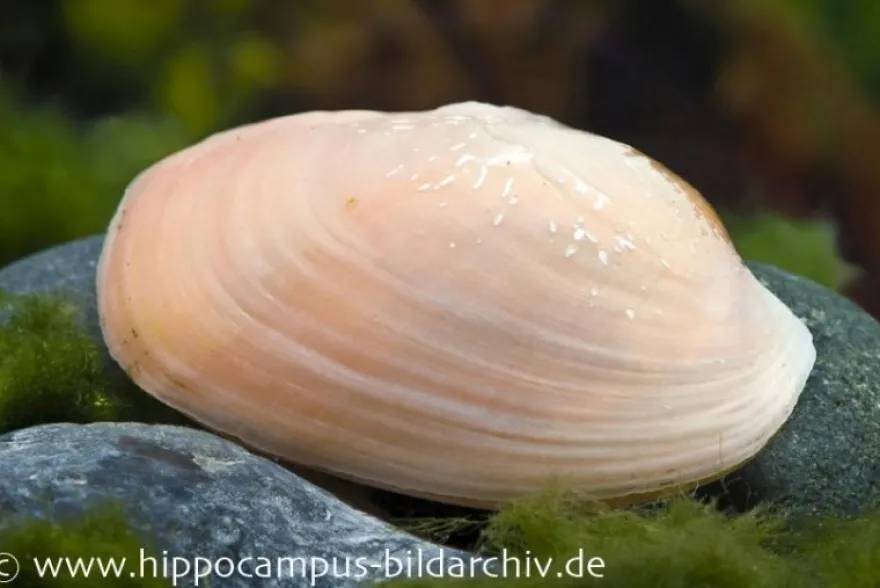 Regenbogenmuschel, Uniandra sp.