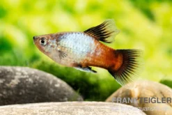 Regenbogen-Platy Hochflosse, Xiphophorus maculatus