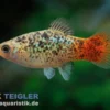 Regenbogenplaty Pfeffer & Salz, Xiphophorus maculatus PEPPER & SALT GOLD