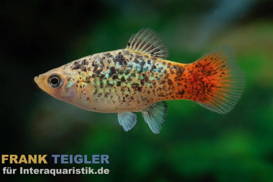 Regenbogenplaty Pfeffer & Salz, Xiphophorus maculatus PEPPER & SALT GOLD