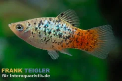 Regenbogenplaty Pfeffer & Salz, Xiphophorus maculatus PEPPER & SALT GOLD