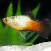 Regenbogen-Platy Wagtail, Xiphophorus maculatus