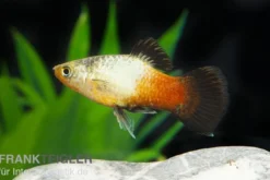 Regenbogen-Platy Wagtail, Xiphophorus maculatus