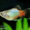 Regenbogen-Platy, Xiphophorus maculatus