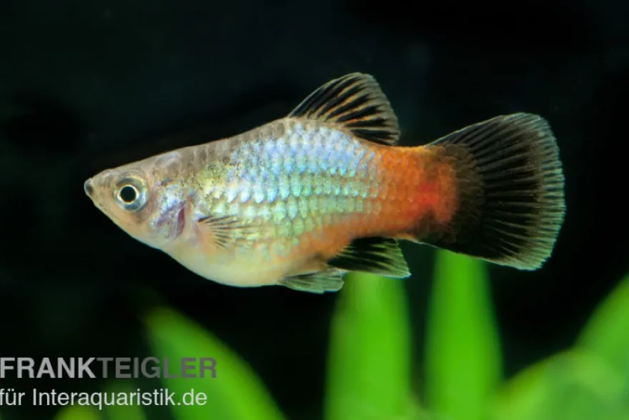 Regenbogen-Platy, Xiphophorus maculatus
