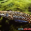 Regenbogen-Schlangenkopf, Channa bleheri, 7-12 cm