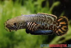 Regenbogen-Schlangenkopf, Channa bleheri, 7-12 cm