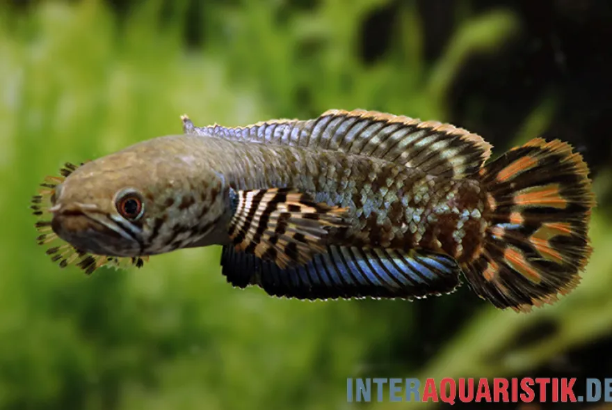 Regenbogen-Schlangenkopf, Channa bleheri, 7-12 cm