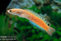 Regenbogen-Schlangenkopf, Channa bleheri, 7-12 cm
