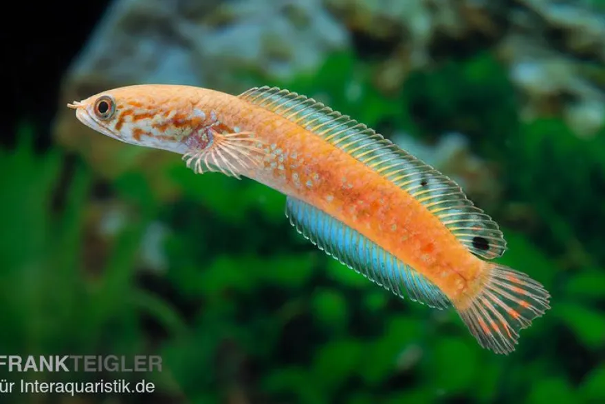 Regenbogen-Schlangenkopf, Channa bleheri, 7-12 cm
