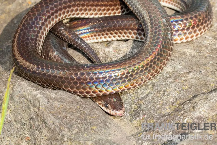 Regenbogenschlange, Xenopeltis unicolor
