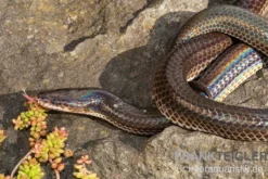Regenbogenschlange, Xenopeltis unicolor