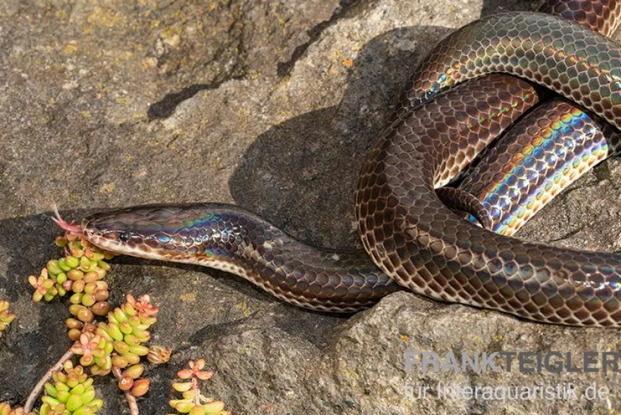 Regenbogenschlange, Xenopeltis unicolor