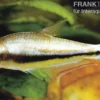 Regenbogentetra, Nematobrycon lacortei