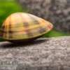 Regenbogen-Zwergmuschel, Anodonta sp.