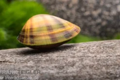Regenbogen-Zwergmuschel, Anodonta sp.