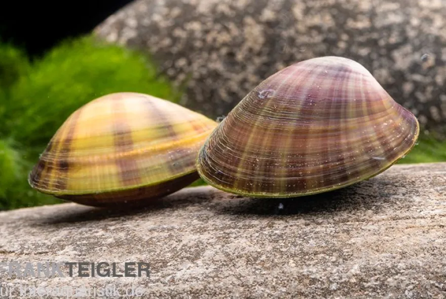 Regenbogen-Zwergmuschel, Anodonta sp.