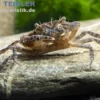 Reisfeldkrabbe, Siamthelphusa ranongensis