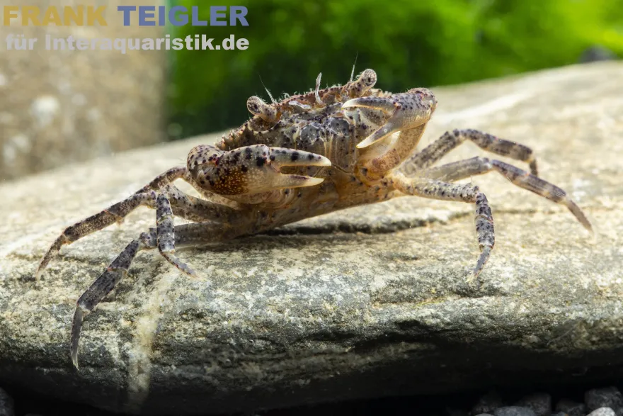 Reisfeldkrabbe, Siamthelphusa ranongensis