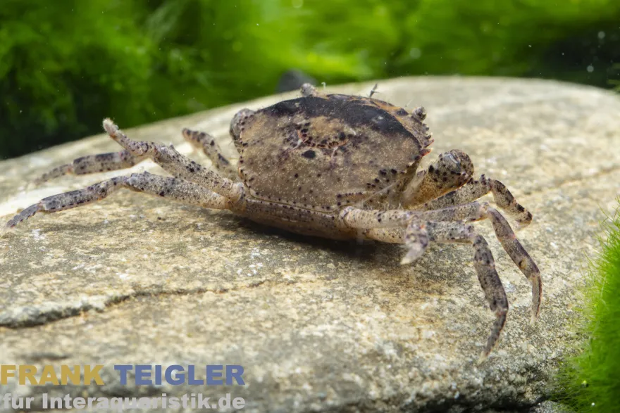 Reisfeldkrabbe, Siamthelphusa ranongensis