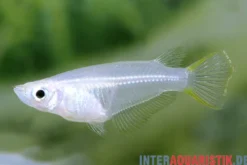 Reiskärpfling, Oryzias javanicus