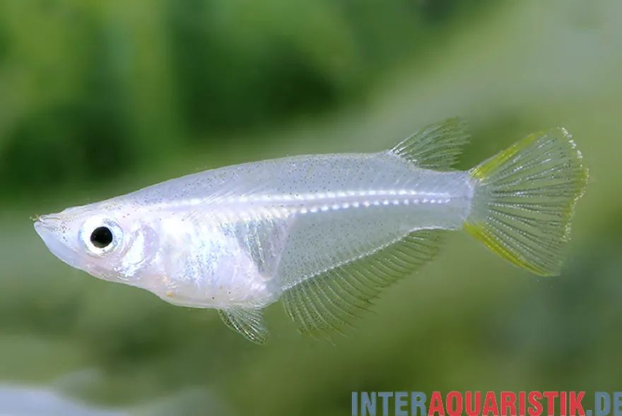 Reiskärpfling, Oryzias javanicus