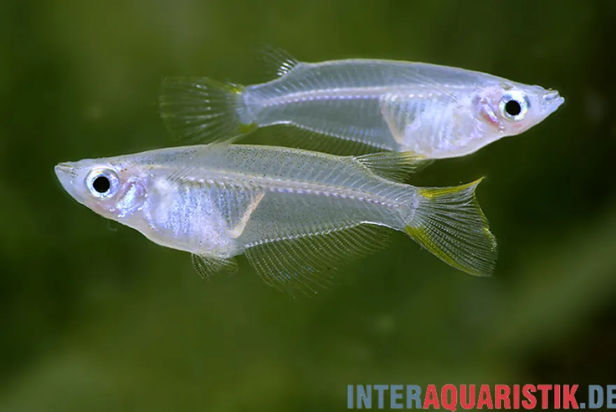 Reiskärpfling, Oryzias javanicus