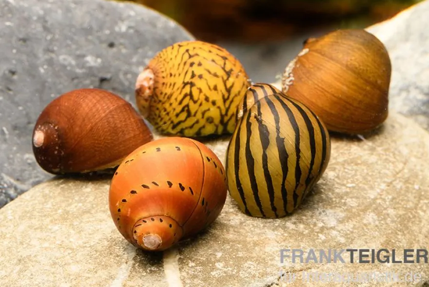 Rennschnecken-Bundle: 5x Rennschnecke im Farbmix