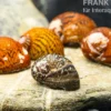 Rennschnecke, Neritina sp., B-Sortierung MIX