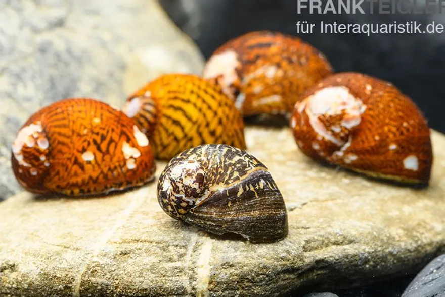 Rennschnecke, Neritina sp., B-Sortierung MIX