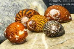 Rennschnecke, Neritina sp., B-Sortierung MIX