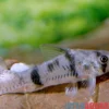 Reynolds Panzerwels, Corydoras reynoldsi