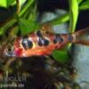 Rhombenbarbe, Barbus rhomboocellatus S