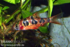 Rhombenbarbe, Barbus rhomboocellatus S