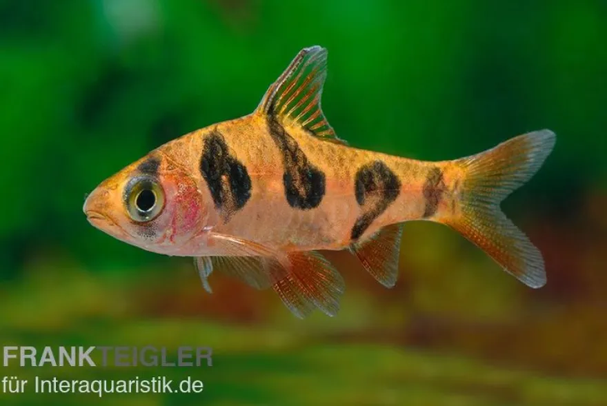 Rhombenbarbe, Barbus rhomboocellatus S