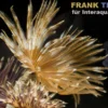 Röhrenwurm Gelb-Rot, Sabellastarte spec.