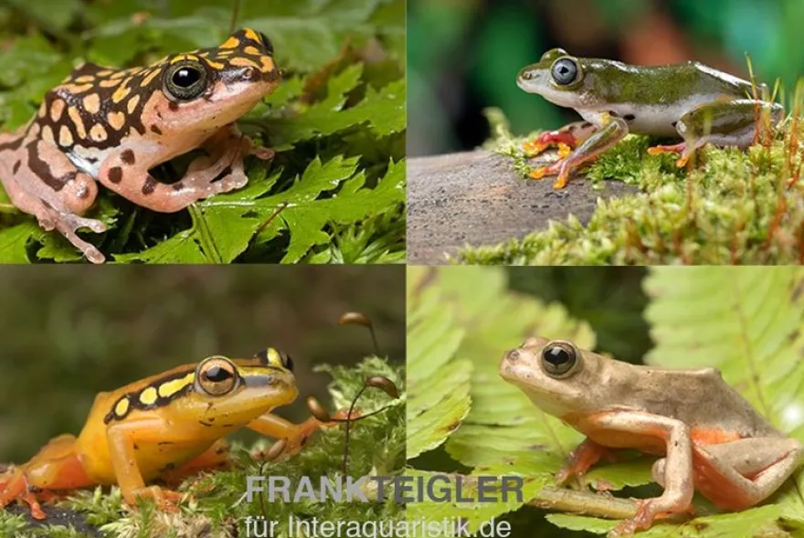 Riedfrosch Mix, 5 Stück, Hyperolius sp.