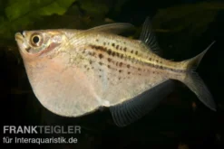 Riesenbeilbauchsalmler, Gasteropelecus maculatus
