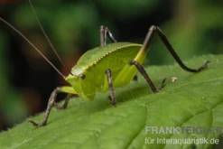 Riesenblattschrecke, Siliquofera grandis