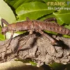 Riesendornschrecke, Eurycantha calcarata