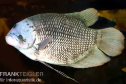 Riesengurami, Osphronemus goramy, NZ 5-7 cm