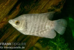 Riesengurami, Osphronemus goramy, NZ 5-7 cm