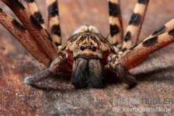 Riesenkrabbenspinne, Heteropoda cf. Maxima