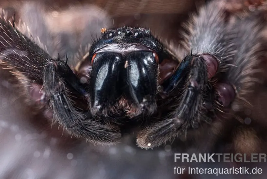 Riesenkrabbenspinne, Heteropoda sp. Indonesien 01