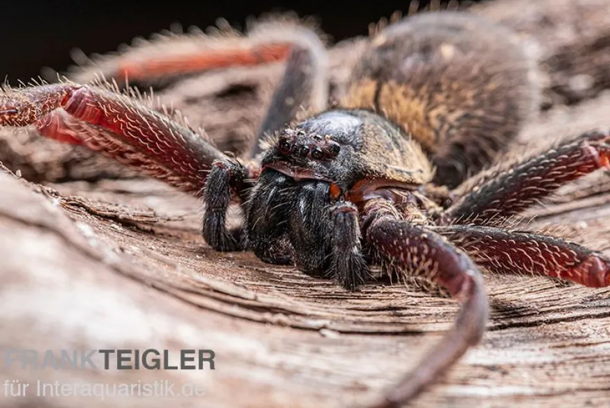 Riesenkrabbenspinne, Heteropoda sp. Indonesien 01