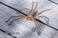 Riesenkrabbenspinne, Heteropoda venatoria
