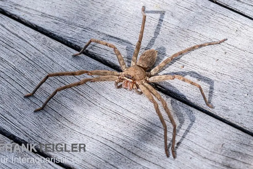 Riesenkrabbenspinne, Heteropoda venatoria