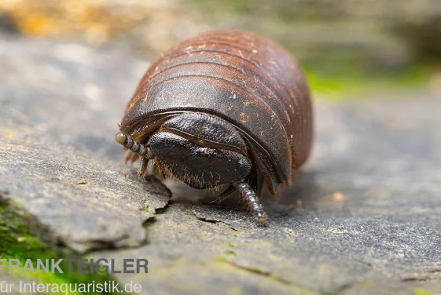 Riesenkugler, Castanotherium sp. Indonesien 1