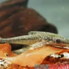 Riesen-Otocinclus, Oxyropsis acutirostris