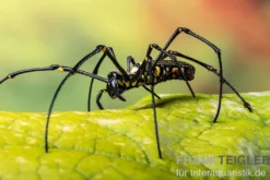 Riesenradnetzspinne, Nephila maculata